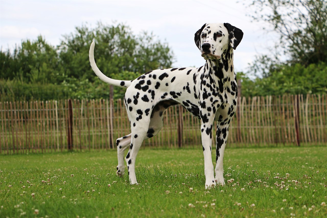 Dalmatian Dog standing at the backyard on glommy day