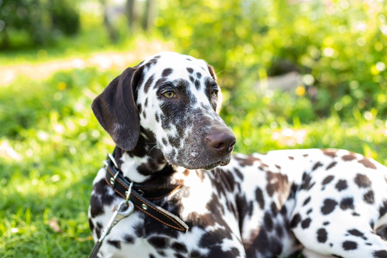 Dalmatian Dog enjoying outdoor on sunny day wearing black collar