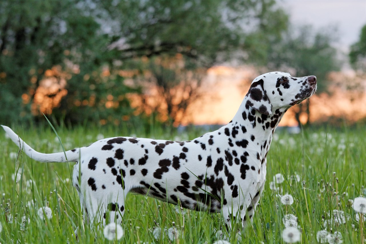 Side view of Dalmatian standing in dandelion field during sunset