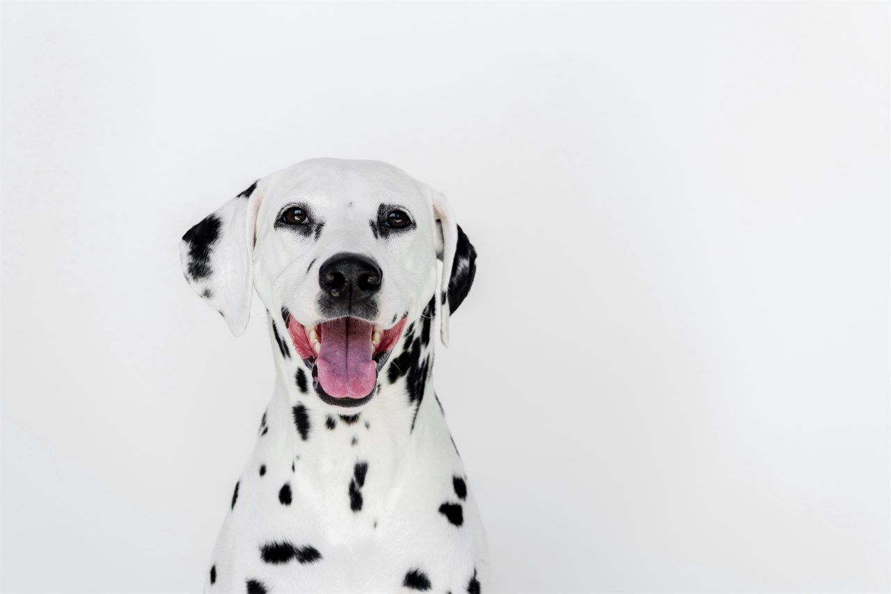 Close up view of Dalmatian face smiling