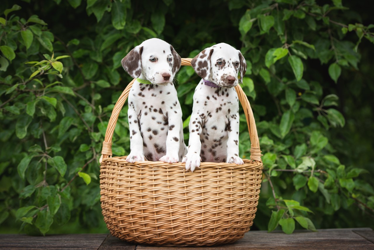 Dalmatian Puppy standing inside rattan basket