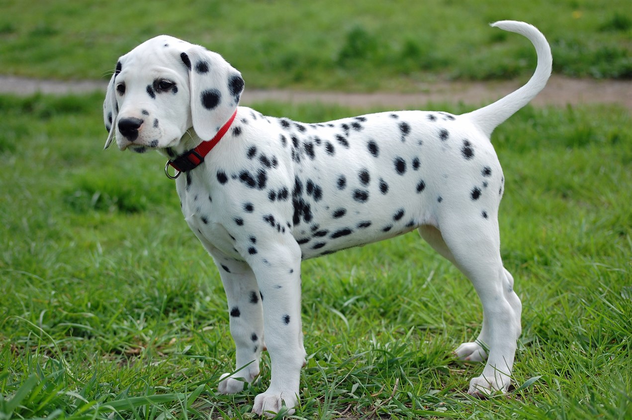 Dalmatian Puppy standing on green grass wearing red collar