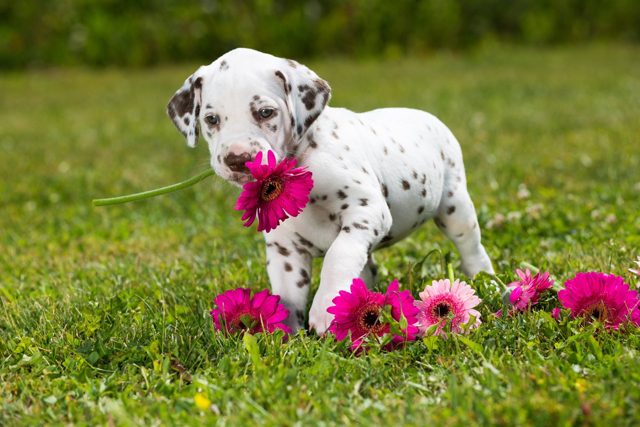 Dalmatian Puppy outdoor with pink flower