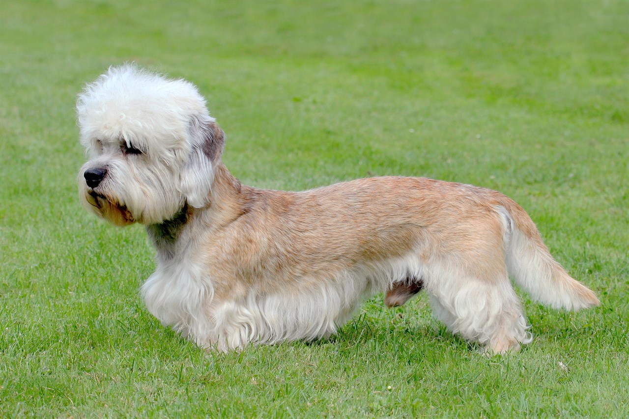 Side view of Dandie Dinmont Terrier Dog standing outdoor