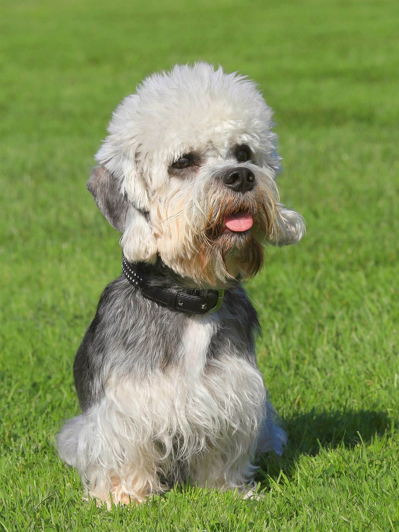 Dandie Dinmont Terrier Dog standing on green grass