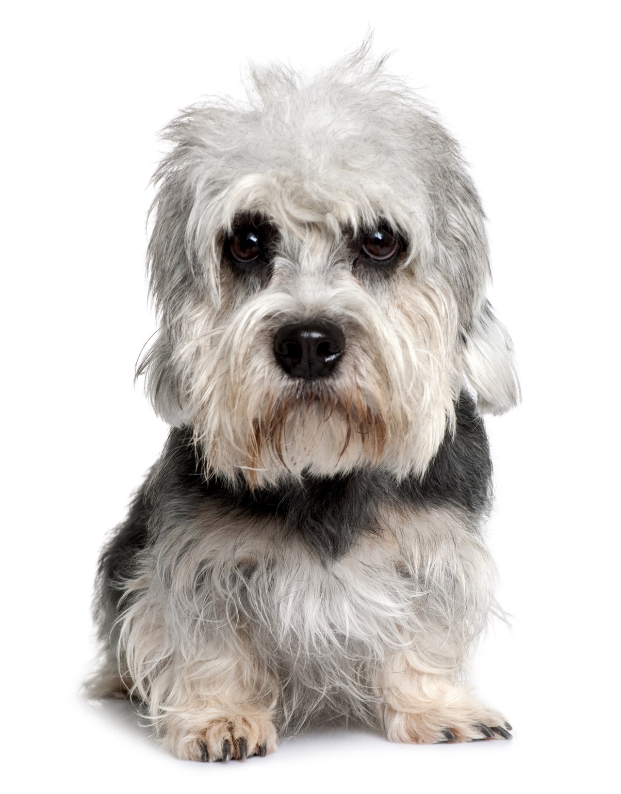 Dandie Dinmont Terrier looking at camera with white background