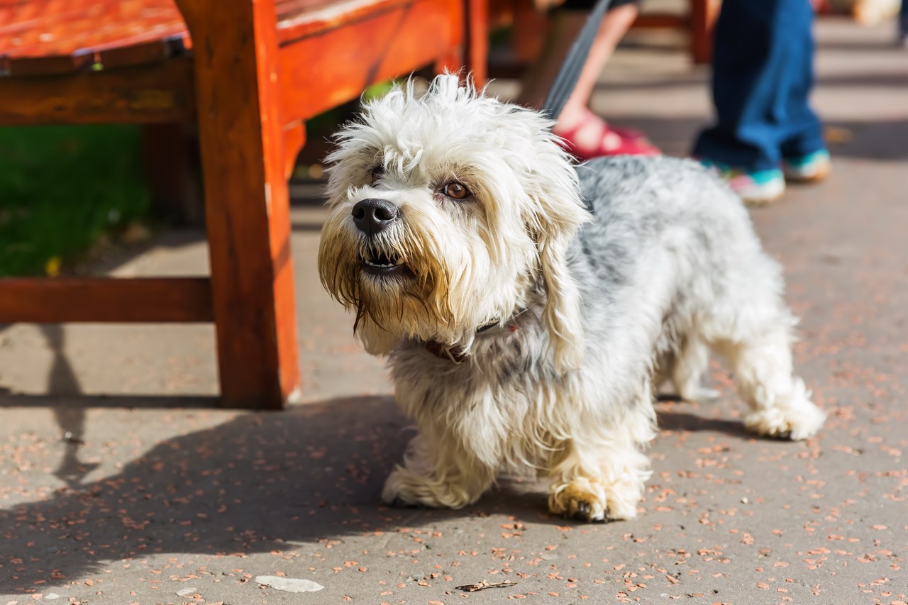 Dandie Dinmont Terrier Dog walking outside wearing a leash