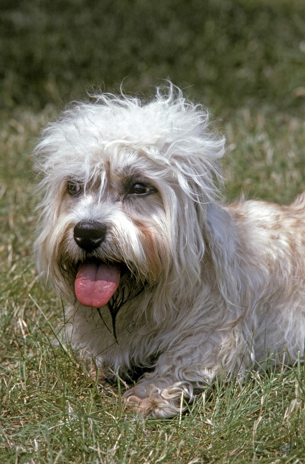 Dandie Dinmont Terrier enjoying outdoor on short grass tongue out