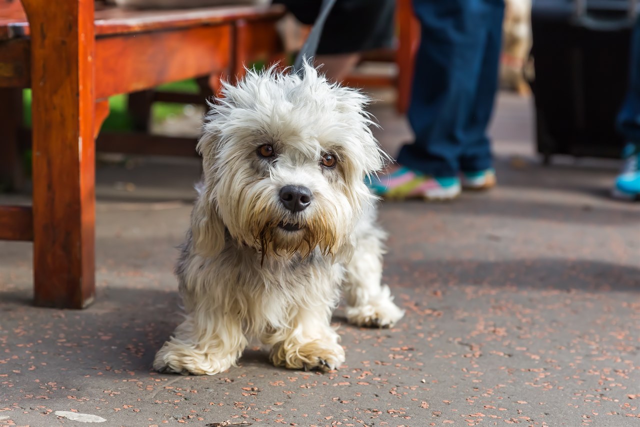 Dandie Dinmont Terrier Dog walking outside wearing a leash looking towards camera