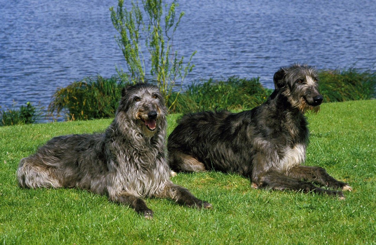 Two Deerhound sitting on green grass near lake