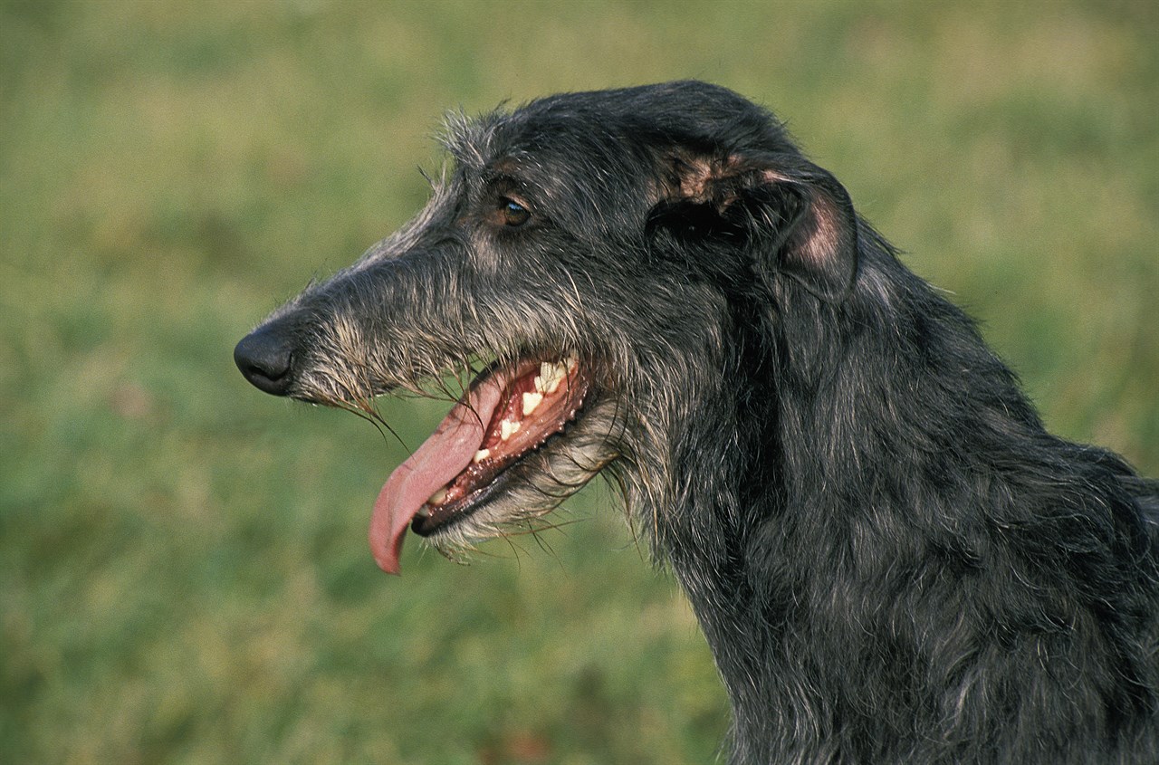 Close up view of Deerhound face