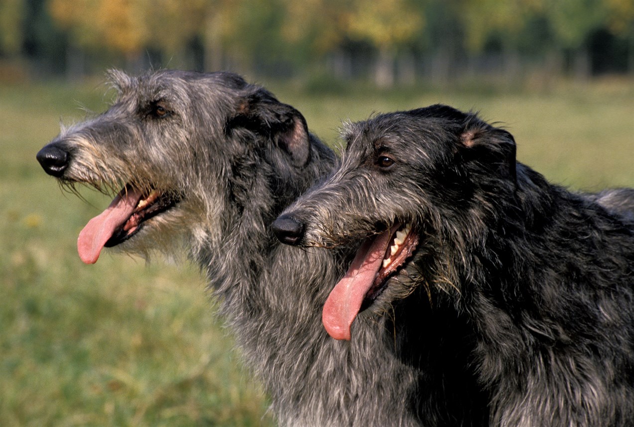 Close up view of two Deerhound face with tongue out