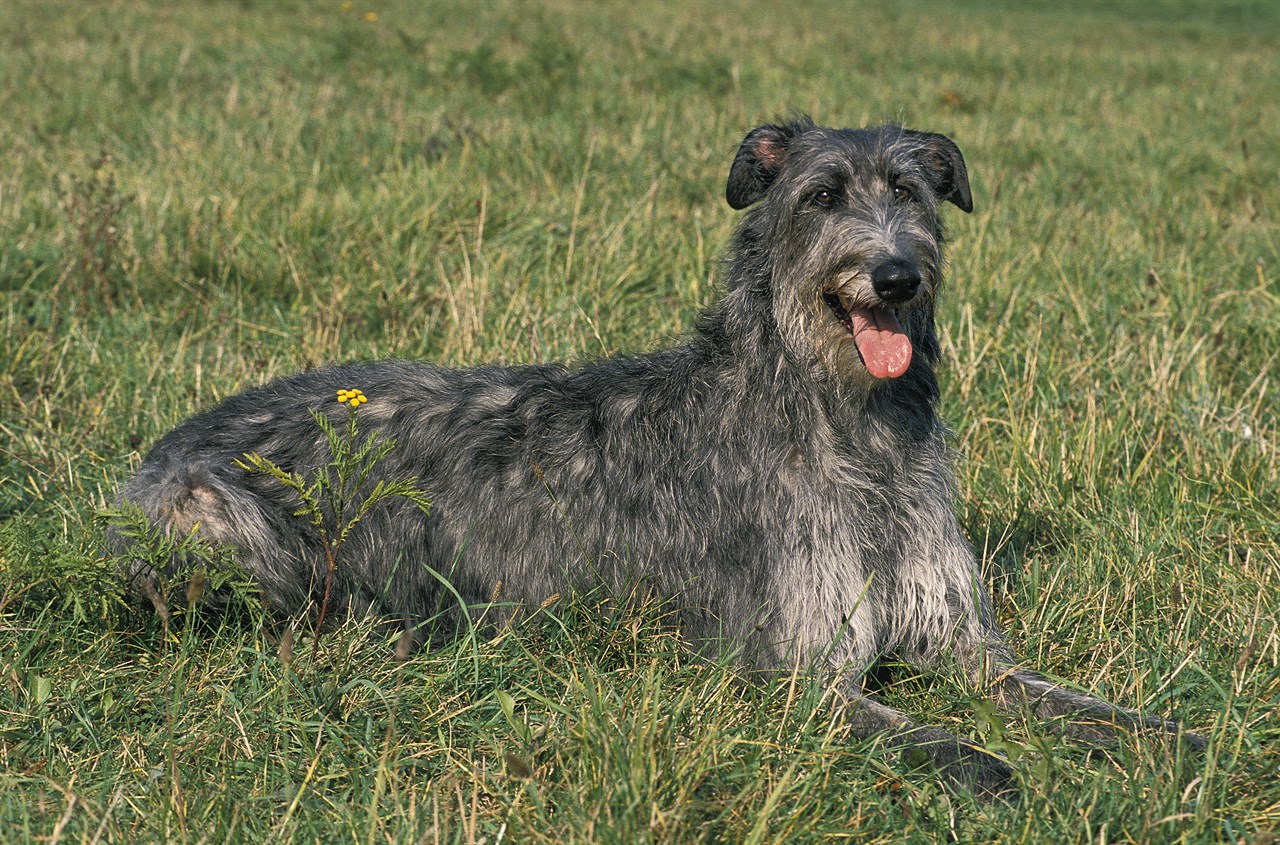 Deerhound sitting down on short green grass