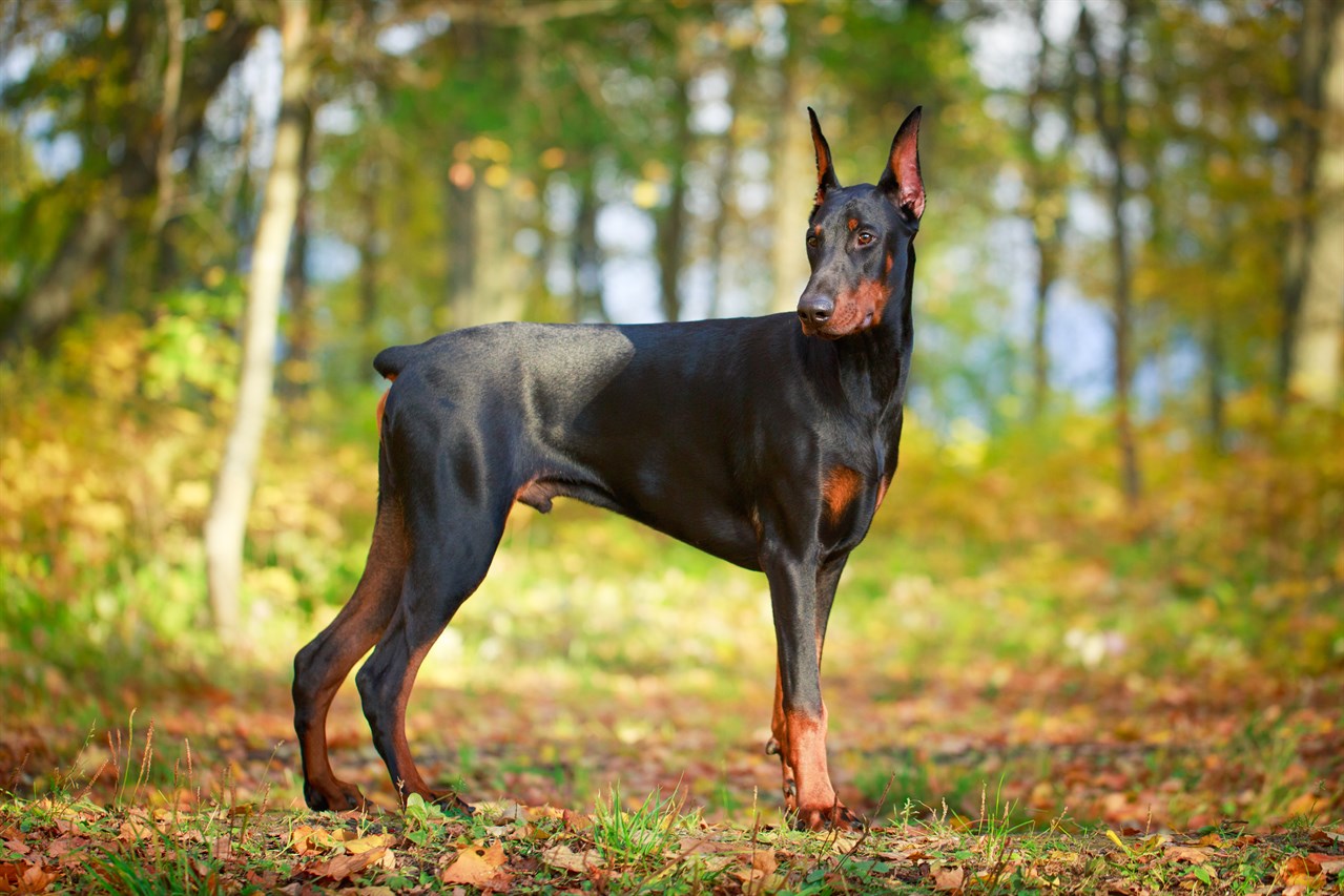 Dobermann Dog standing in the woods area