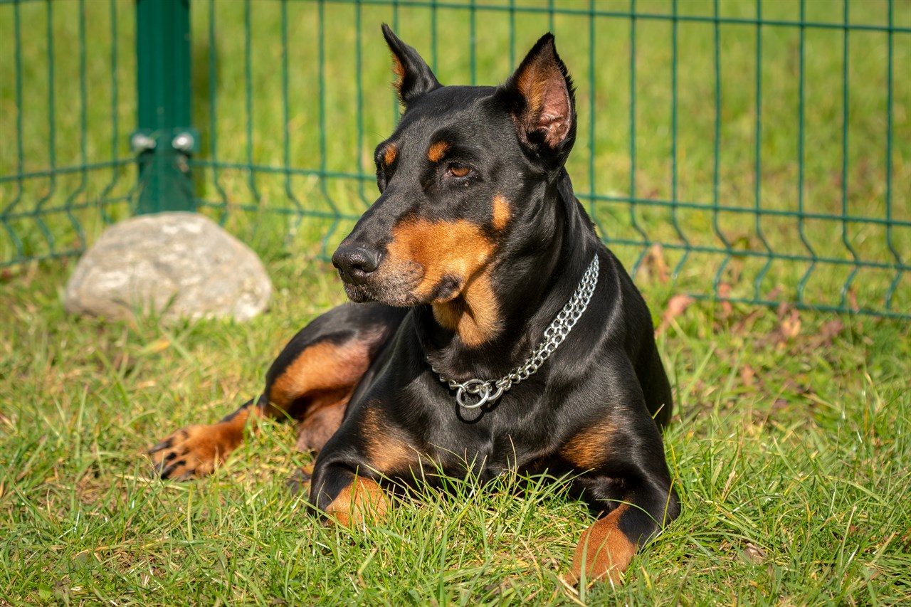 Dobermann sitting on green grass near wire fence