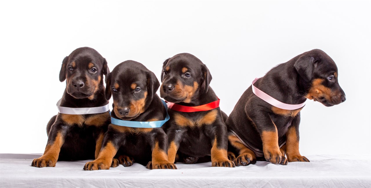 A litter of Dobermann Puppies posing for camera in photo studio