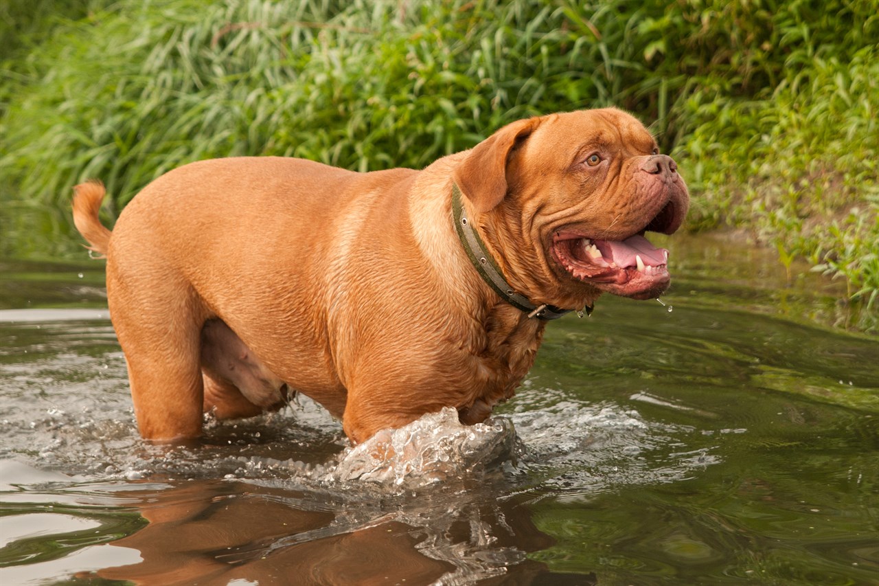 Dogue De Bordeaux walking in shallow river