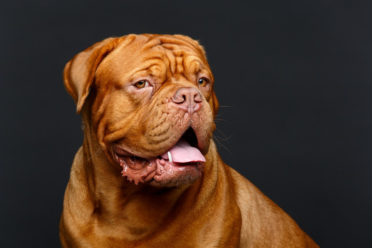 Close up view of Dogue De Bordeaux face with mouth partially open