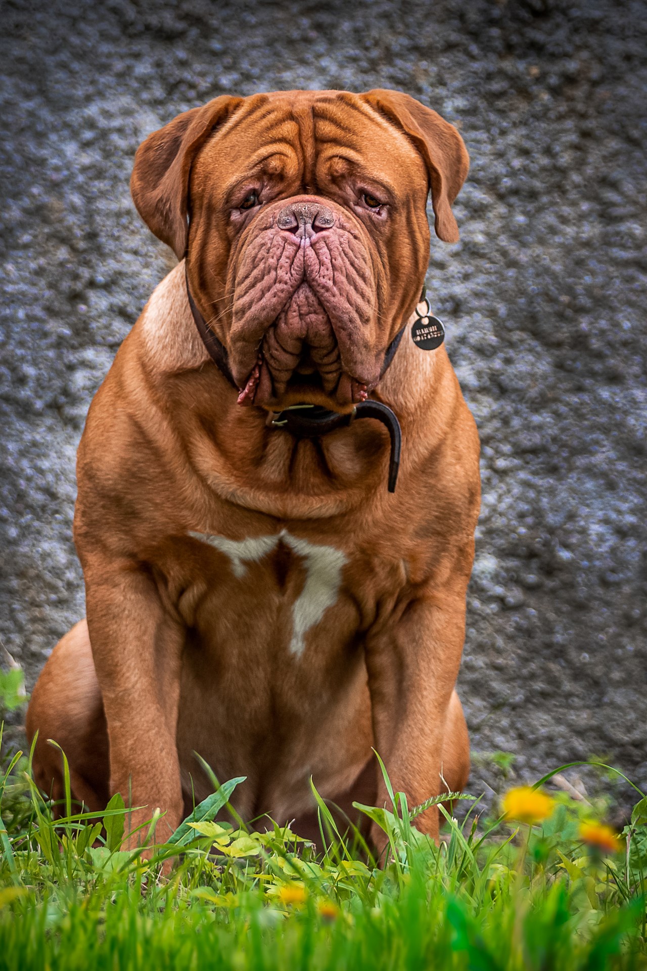 Dogue De Bordeaux sitting down on grass looking towards camera