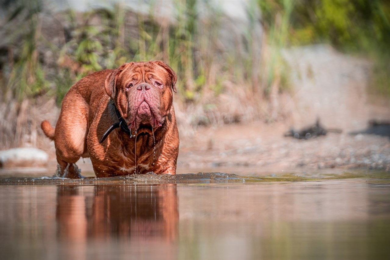 Dogue De Bordeaux playing in shallow river