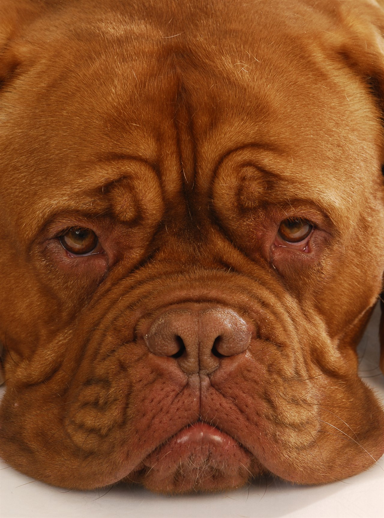 Close up view of Dogue De Bordeaux face looking at camera