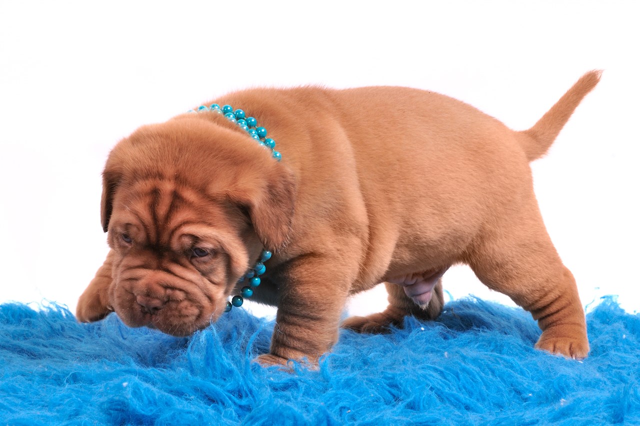 Dogue De Bordeaux Puppy playing with blue blanket