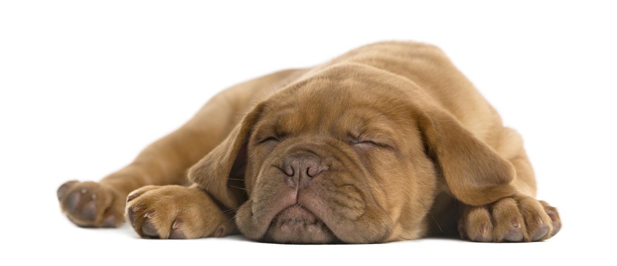 Dogue De Bordeaux Puppy sleeping with white background