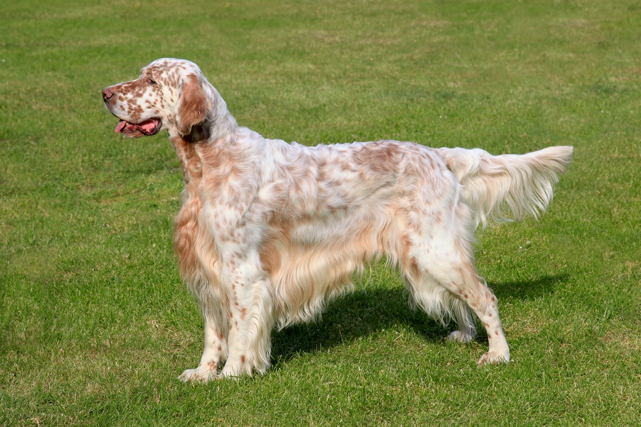 Beige English Setter Dog standing outdoor on green grass