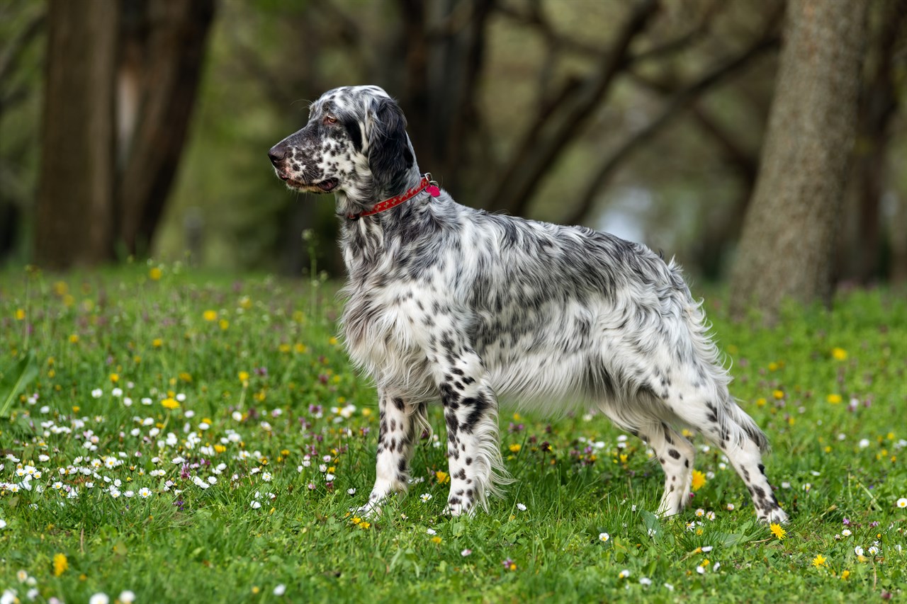 English Setter standing on green grass with little flower wearing red collar