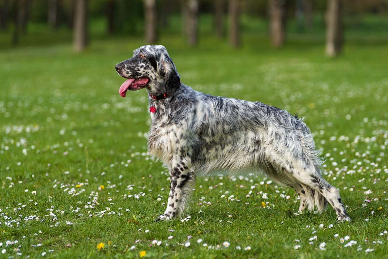 English Setter standing on green grass with little flower wearing red collar smiling