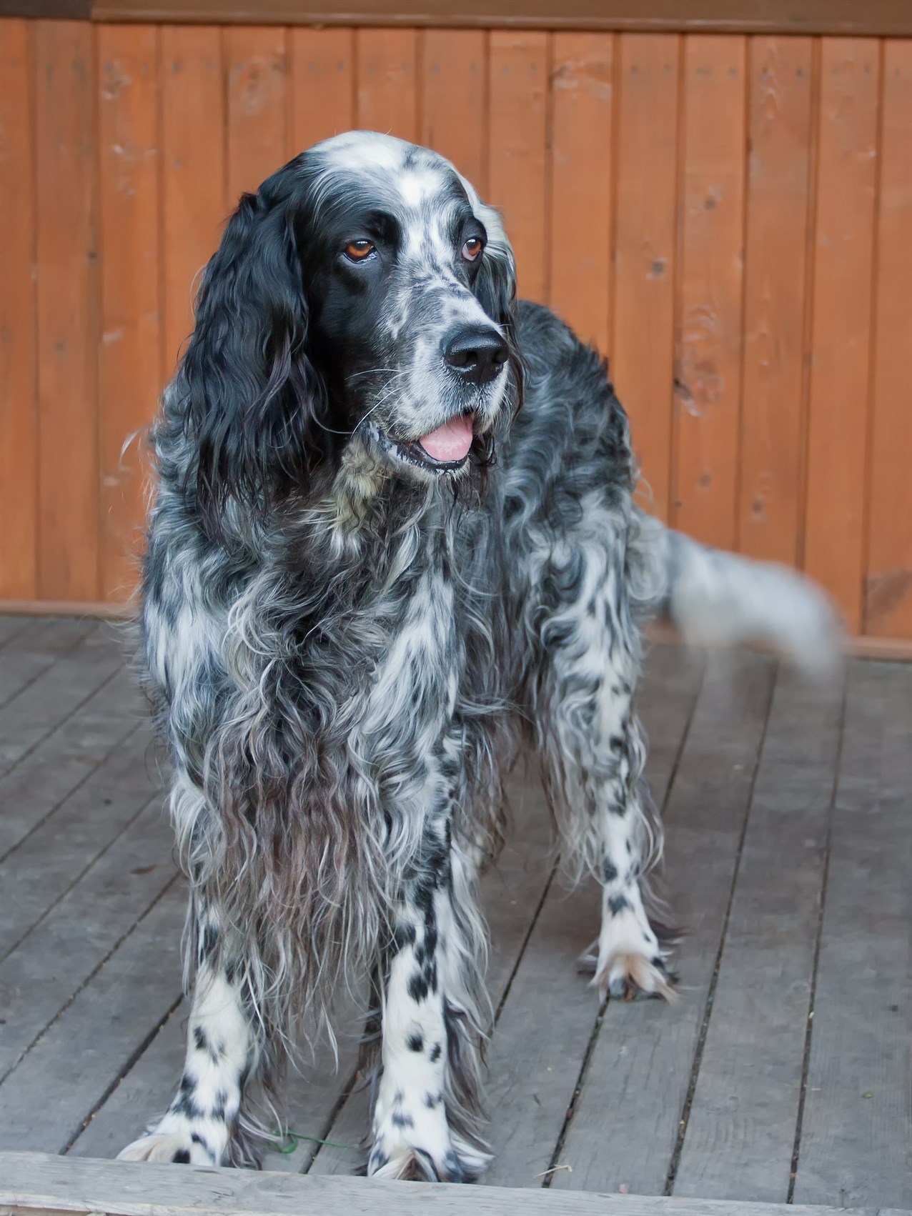 Black and white English Setter standing on wood back patio