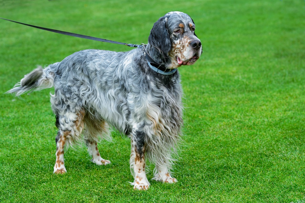 English Setter walking on green field wearing a leash