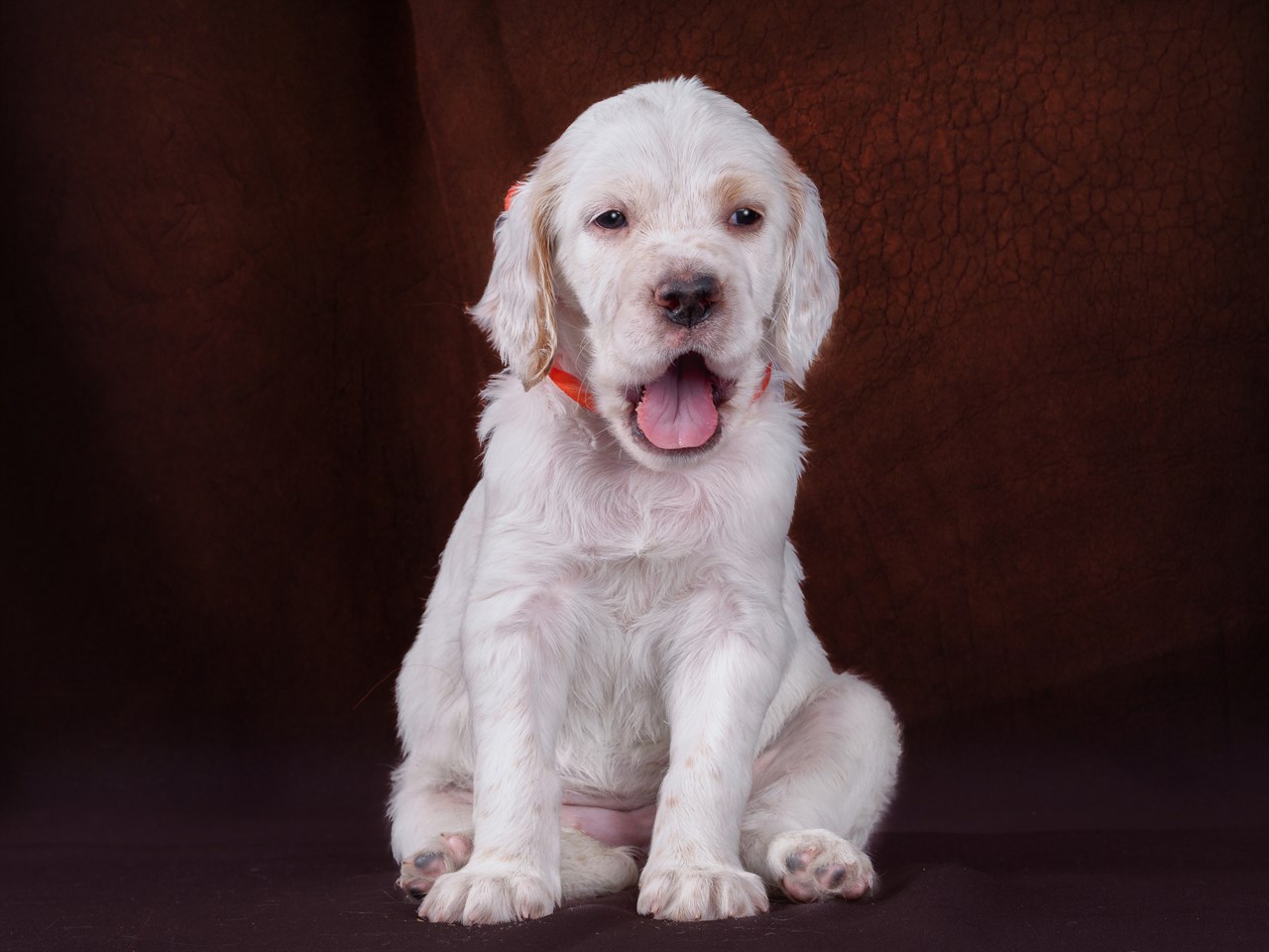 English Setter Puppy sitting indoor with mouth open