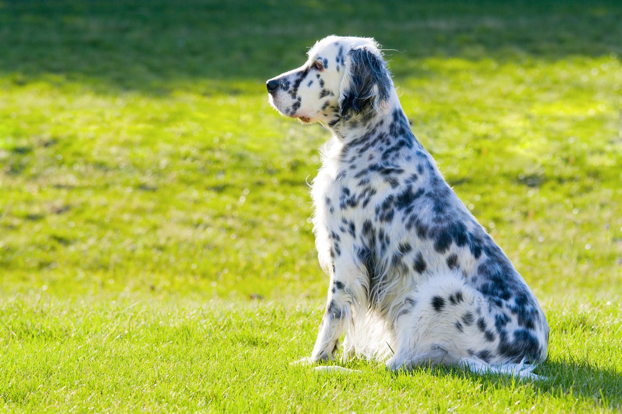 English Setter Puppy sitting outdoor on sunny day