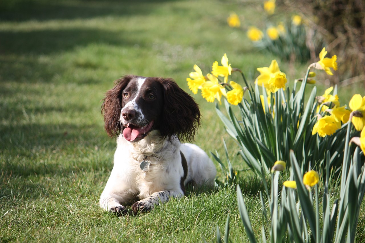 Happy English Springer Spaniel sitting next to flower garden smiling