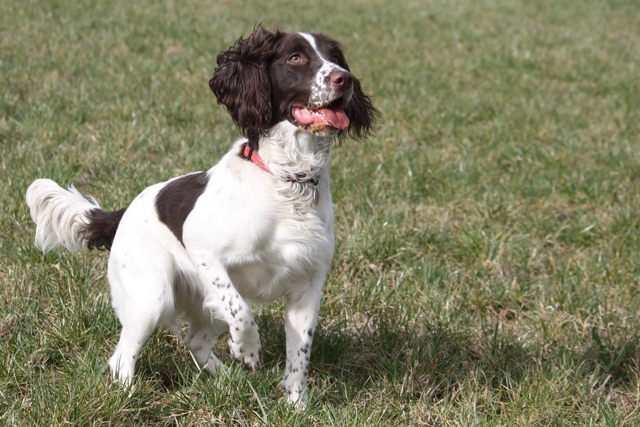 English Springer Spaniel playing on sunny day waering red collar