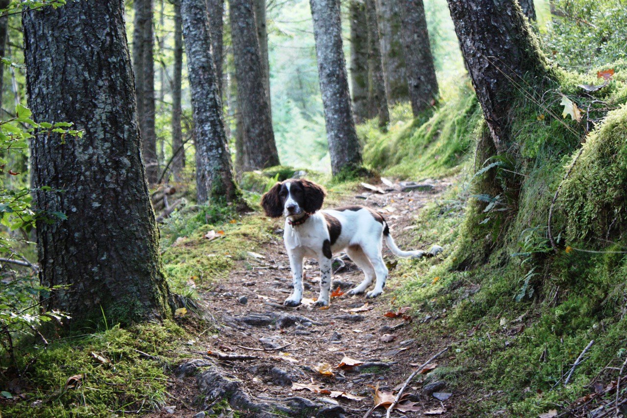 English Springer Spaniel having a nice walk in the woods trail