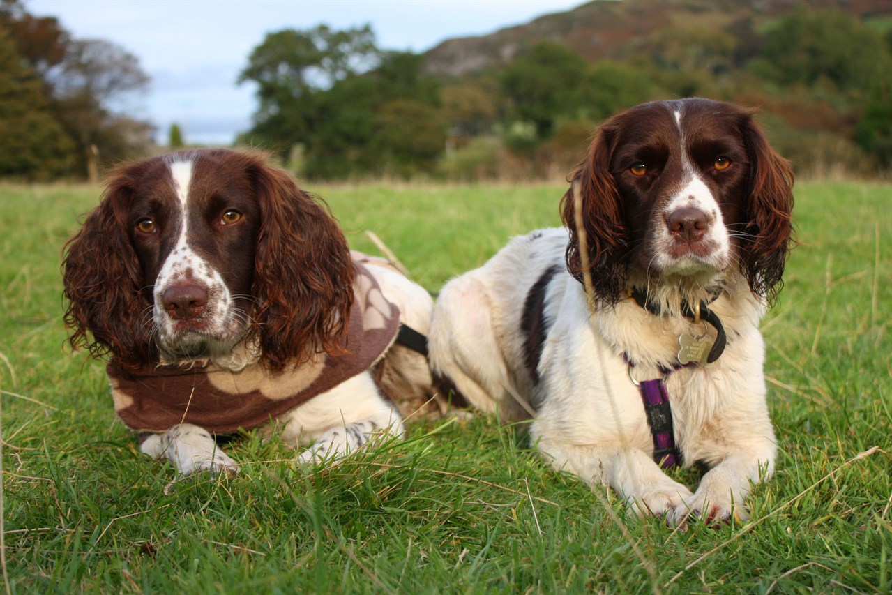 Two English Springer Spaniel sitting near hill looking at camera