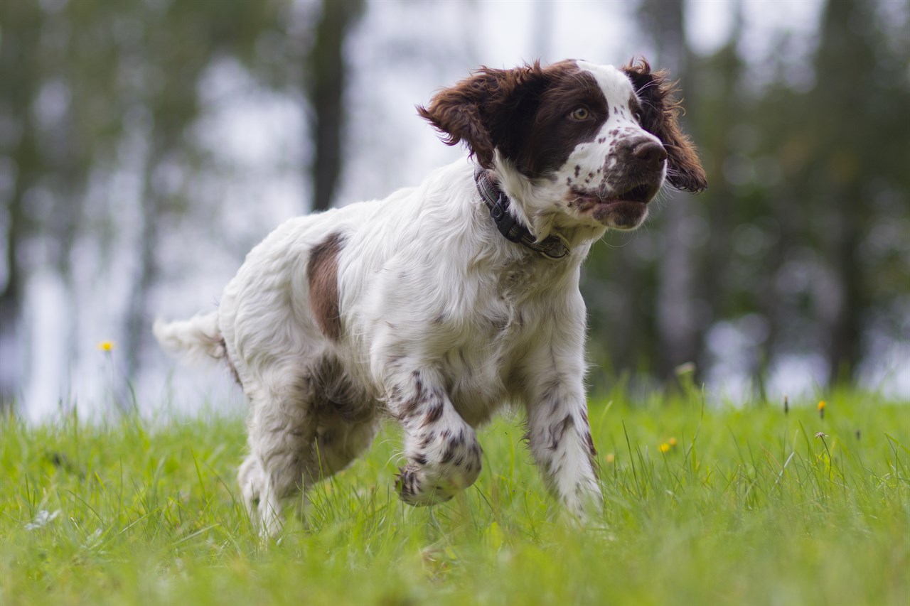 Playful English Springer Spaniel running on green field