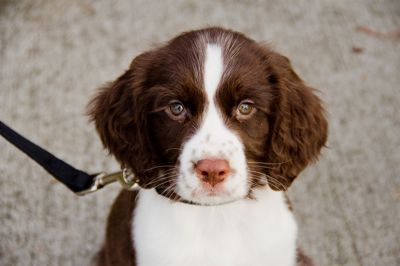 Close up view of English Springer Spaniel Puppy face looking up towards camera