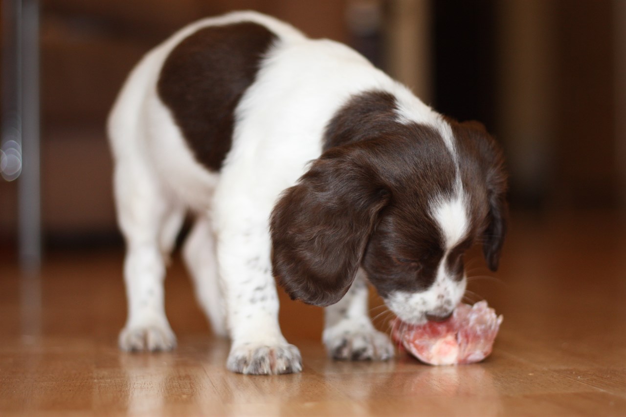 English Springer Spaniel Puppy eating indoor