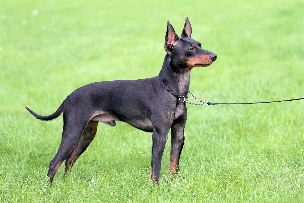 Side view of English Toy Terrier Dog standing on green grass wearing a leash