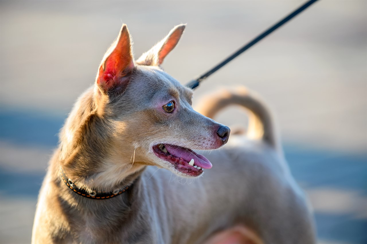 English Toy Terrier enjoying walking outdoor wearing a leash