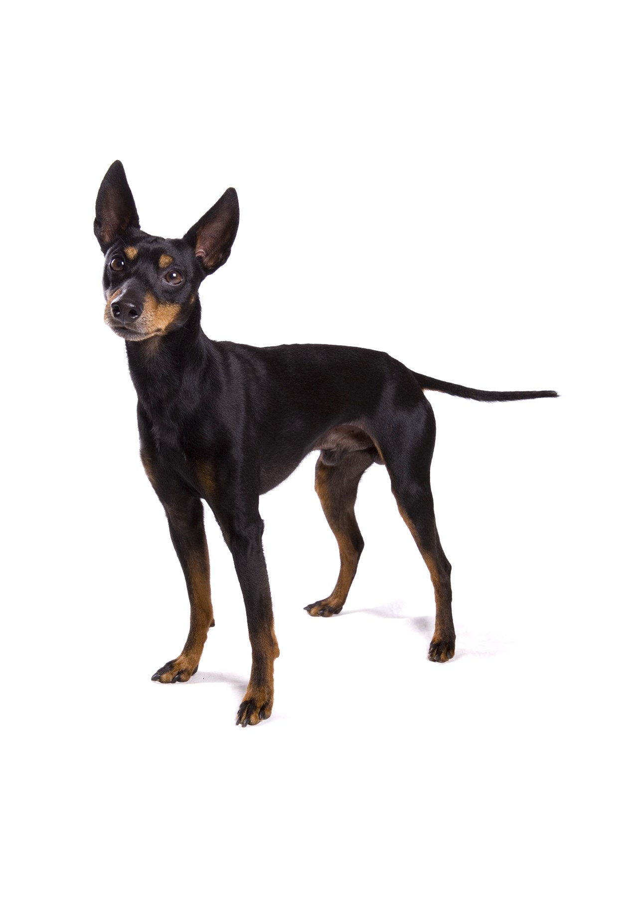 English Toy Terrier standing looking up towards camera with white background