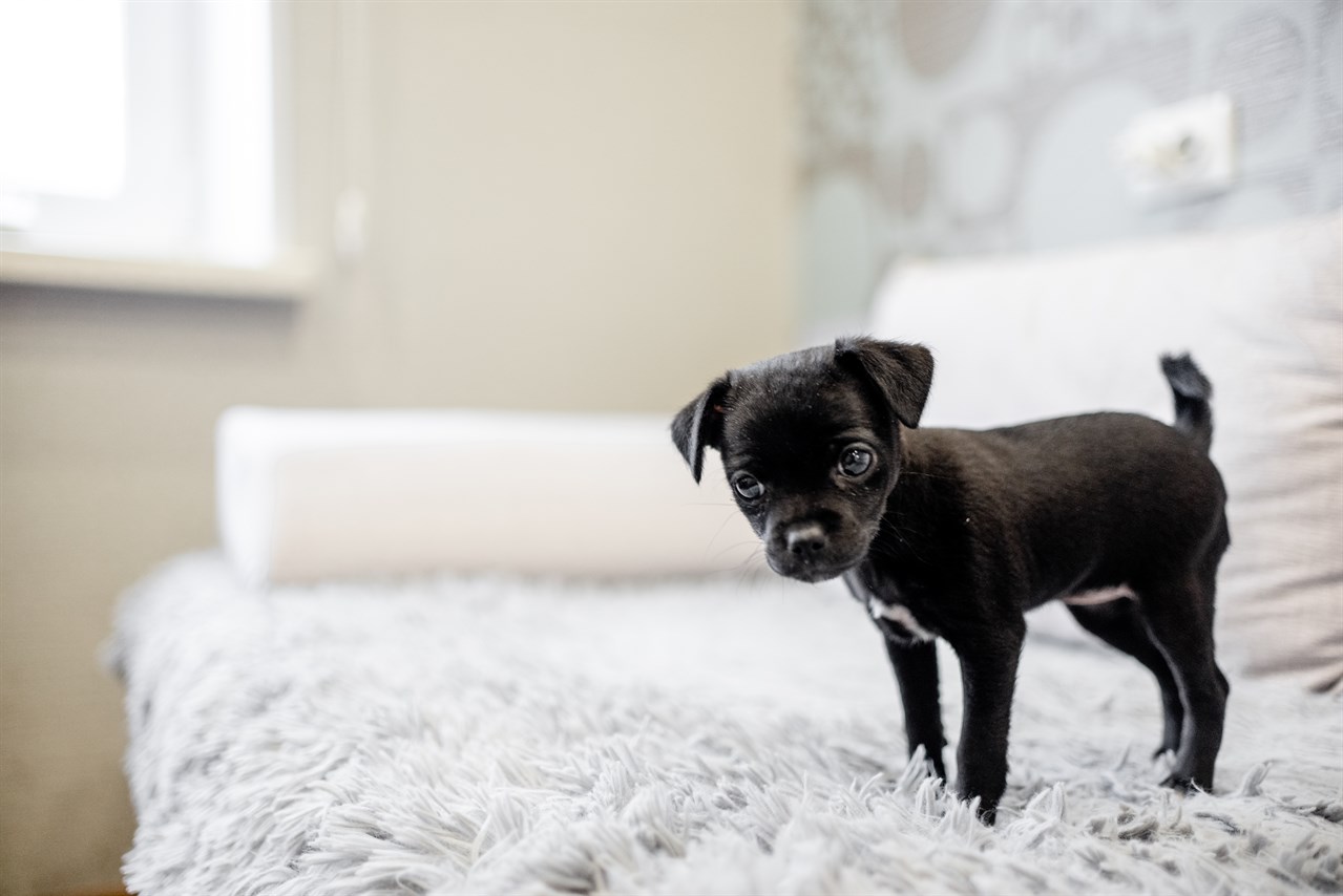 Tiny black English Toy Terrier Puppy standing on white sofa