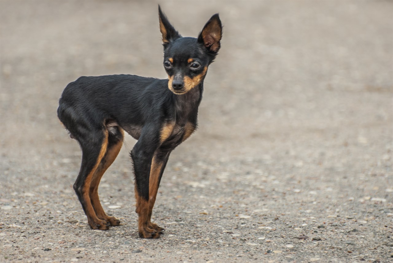 English Toy Terrier Puppy standing on texture road