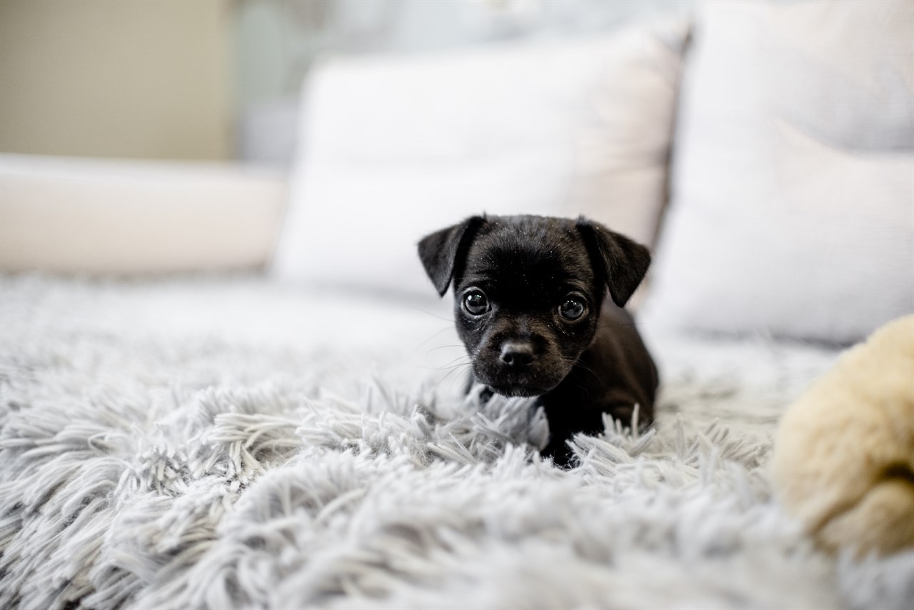 Tiny black English Toy Terrier Puppy looking towards camera on white sofa