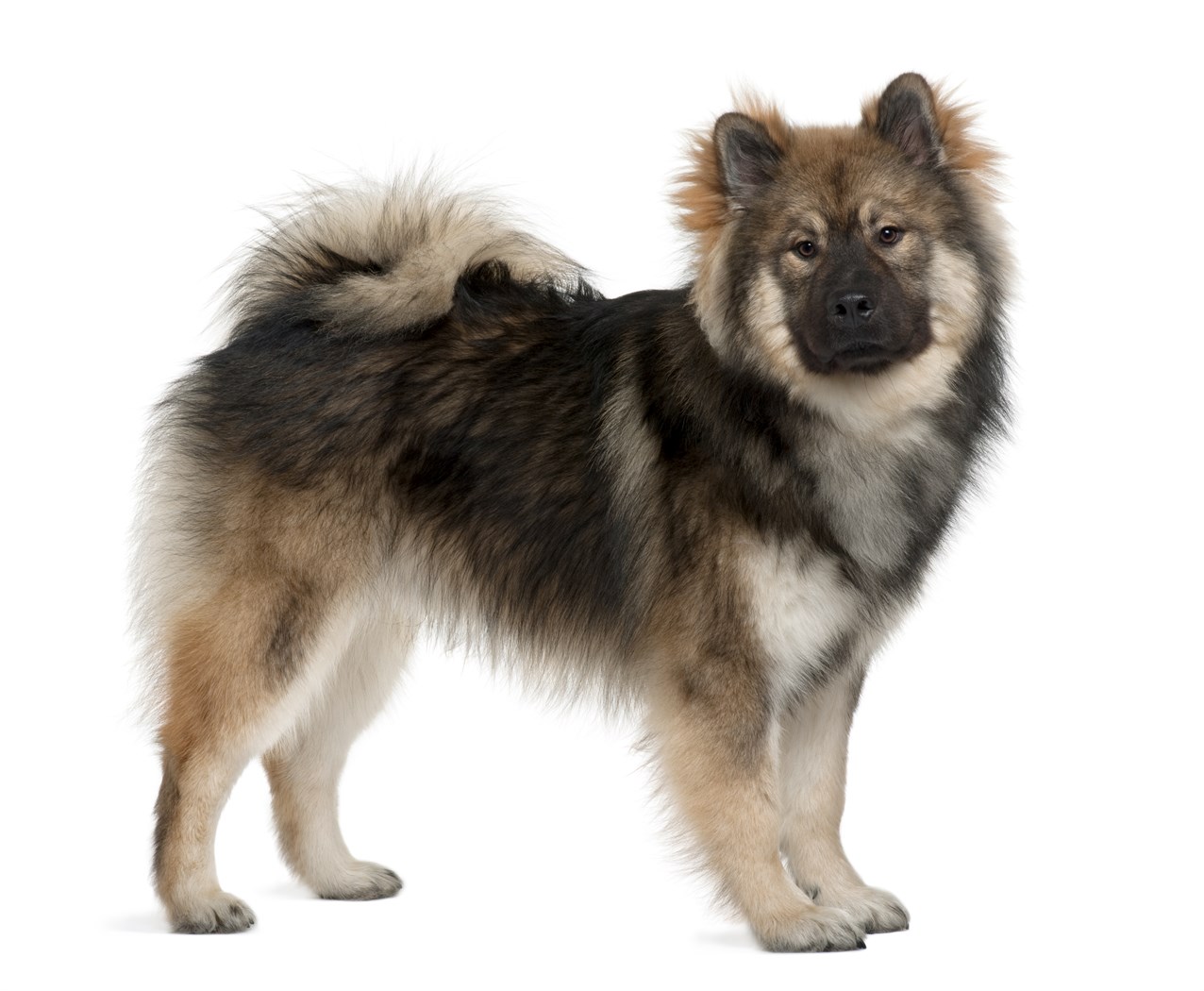 Eurasier Dog standing with white background looking at camera