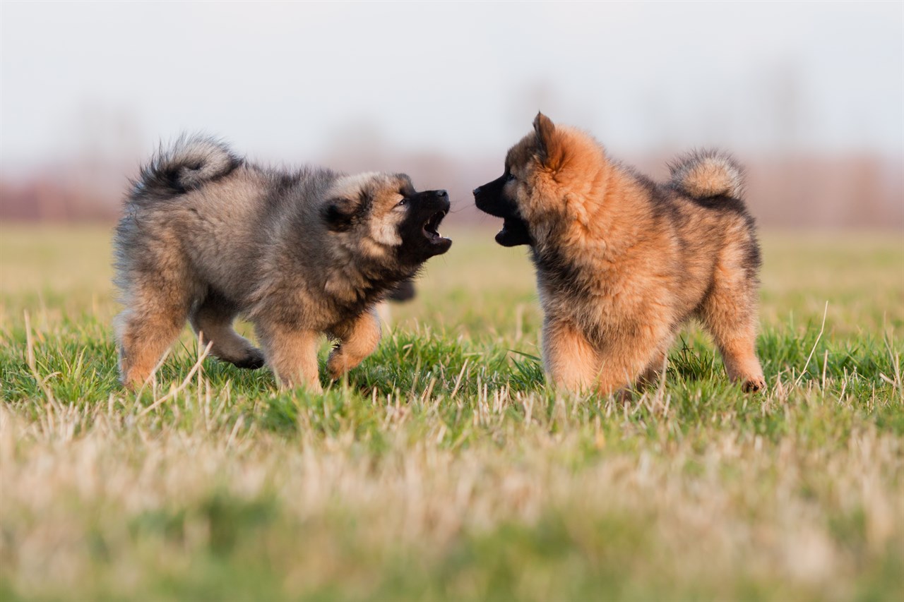 Two Eurasier Puppy playing on grass playing with each other