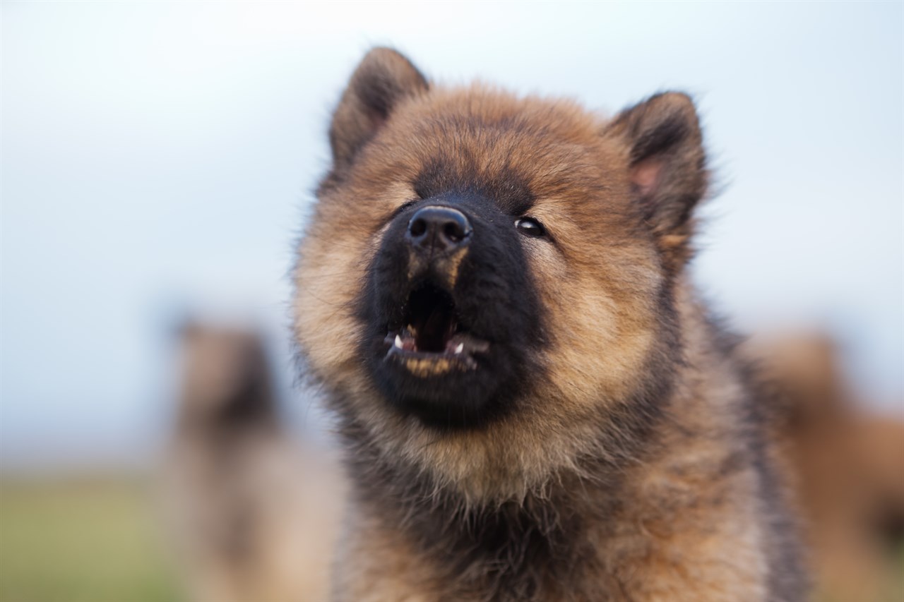 Close up view of Eurasier Puppy face